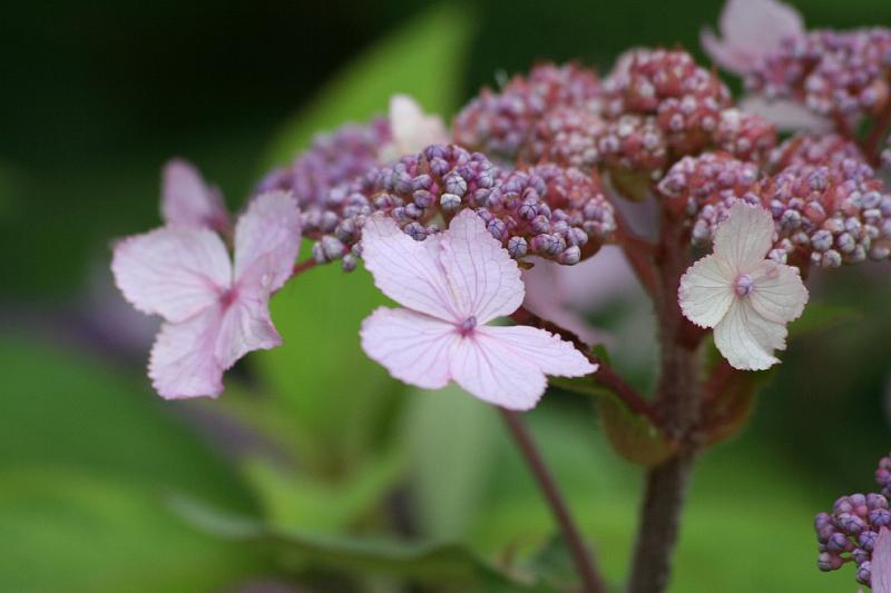 Fleur a FOntenay.jpg